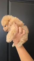 Toy poodles APRICOT MALES, a male Poodle - Toy  for sale in San Diego, CA – Photo 4 of 4
