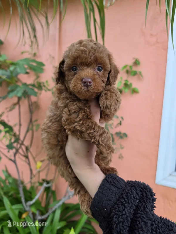 Loui – Poodle - Toy  puppy for sale in San Diego, CA
