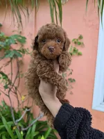 Loui, a male Poodle - Toy  for sale in San Diego, CA – 1 of 6