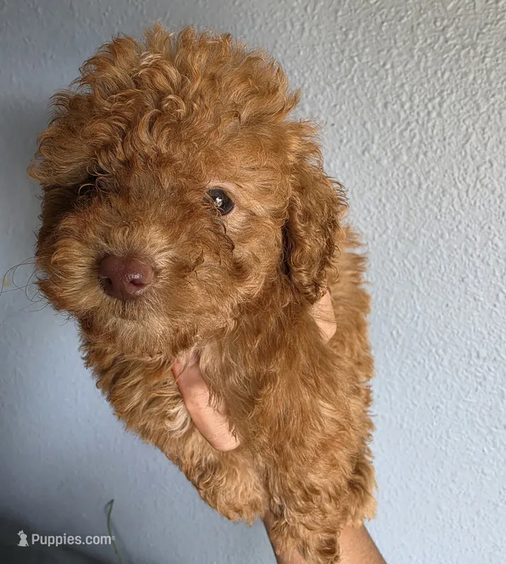 Star – Poodle - Toy  puppy for sale in San Diego, CA