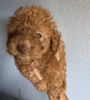 Star, a female Poodle - Toy  for sale in San Diego, CA – 1 of 6