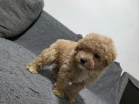 Duchess, a female Poodle - Toy  for sale in San Diego, CA – 2 of 5