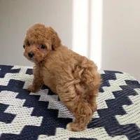 Rosie, a female Poodle - Toy  for sale in San Diego, CA – 2 of 4