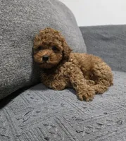 Rosie, a female Poodle - Toy  for sale in San Diego, CA – Photo 3 of 4