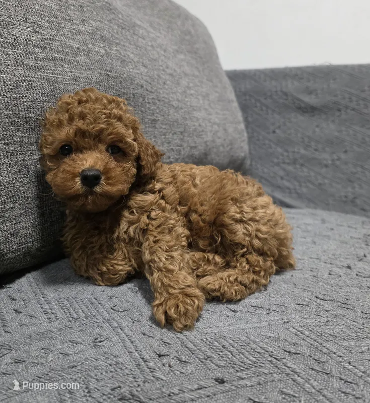 Rosie – Poodle - Toy  puppy for sale in San Diego, CA