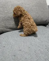 Rosie, a female Poodle - Toy  for sale in San Diego, CA – Photo 4 of 4