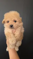 BrandyGinger toy poodle male, a male Poodle - Toy  for sale in San Diego, CA – Photo 2 of 5