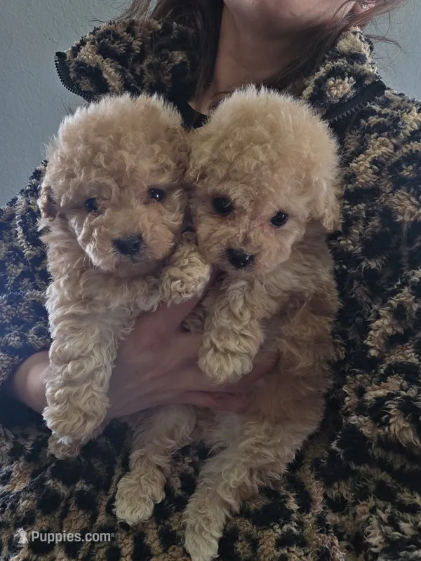 BrandyGinger toy poodle male