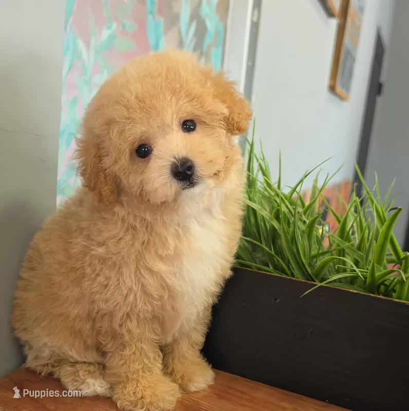 Rosie – Poodle - Toy  puppy for sale in San Diego, CA