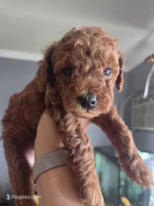 Reggie – Poodle - Toy  puppy for sale in San Diego, CA