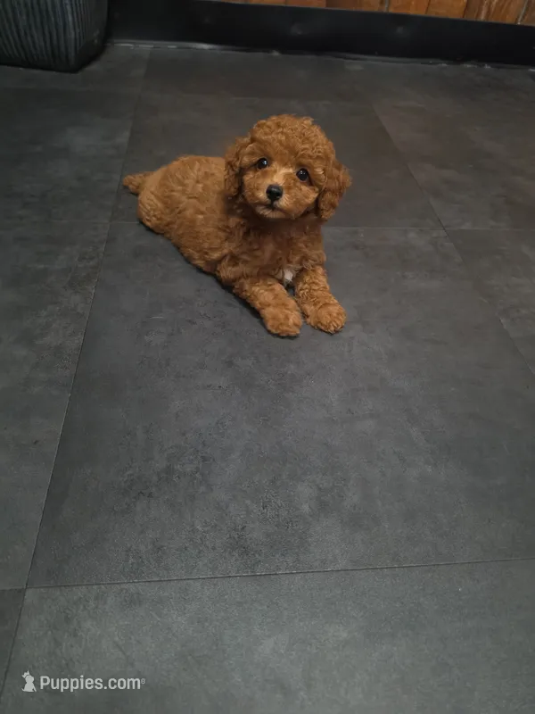 Sophie – Poodle - Toy  puppy for sale in San Diego, CA