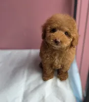 Lucy, a female Poodle - Toy  for sale in San Diego, CA – 7 of 7