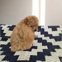 Lucy, a female Poodle - Toy  for sale in San Diego, CA – 3 of 3