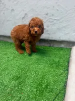 Ginger, a male Poodle - Toy  for sale in San Diego, CA – 2 of 3