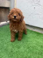 Sophie, a female Poodle - Toy  for sale in San Diego, CA – 2 of 4