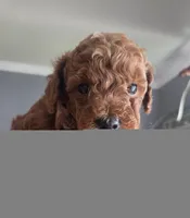 Reggie, a male Poodle - Toy  for sale in San Diego, CA – 3 of 3