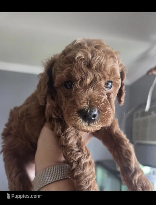 Reggie – Poodle - Toy  puppy for sale in San Diego, CA