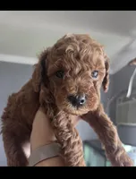 Reggie, a male Poodle - Toy  for sale in San Diego, CA – 1 of 3