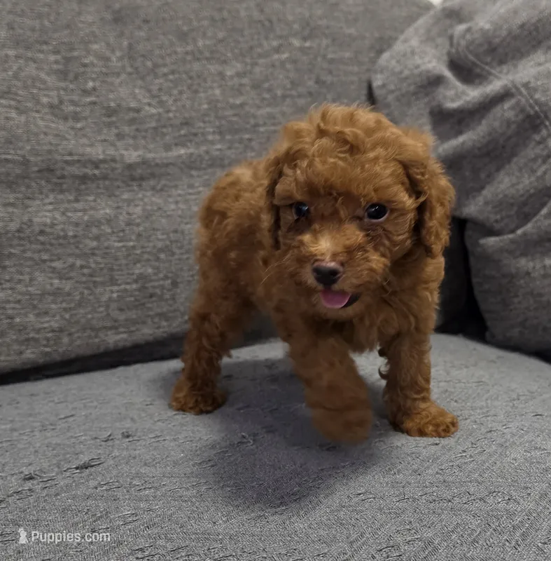 Remy – Poodle - Toy  puppy for sale in San Diego, CA