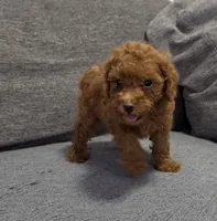 Remy, a male Poodle - Toy  for sale in San Diego, CA – 1 of 3