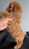 Loui, a male Poodle - Toy  for sale in San Diego, CA – 2 of 2