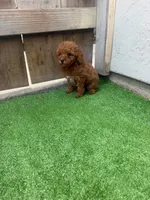 Sophie, a female Poodle - Toy  for sale in San Diego, CA – 4 of 4