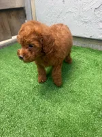 Ginger, a male Poodle - Toy  for sale in San Diego, CA – 3 of 3