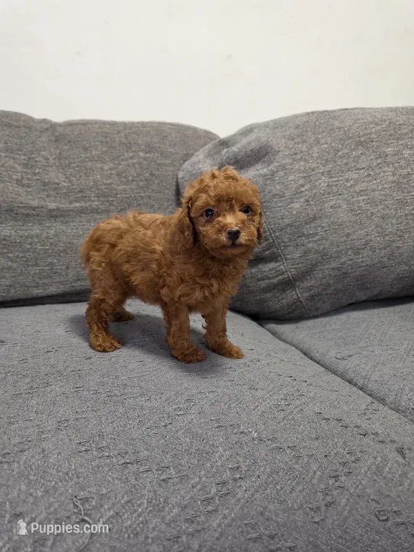 Remy – Poodle - Toy  puppy for sale in San Diego, CA
