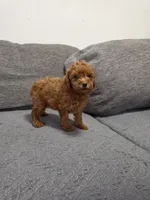 Remy, a male Poodle - Toy  for sale in San Diego, CA – 3 of 3