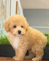Rosie, a female Poodle - Toy  for sale in San Diego, CA – 3 of 6