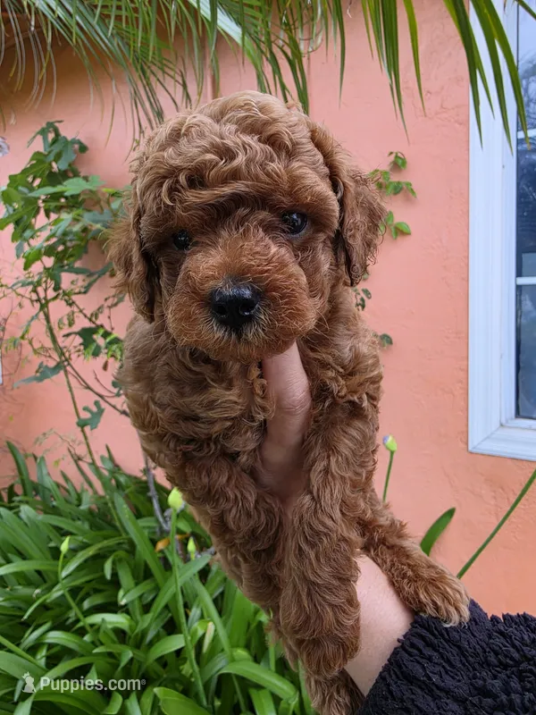 Reggie – Poodle - Toy  puppy for sale in San Diego, CA