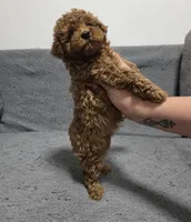 Rosie, a female Poodle - Toy  for sale in San Diego, CA – Photo 2 of 4