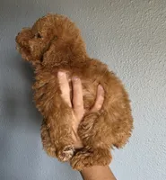 Star, a female Poodle - Toy  for sale in San Diego, CA – 5 of 6
