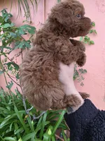 Loui, a male Poodle - Toy  for sale in San Diego, CA – 3 of 6