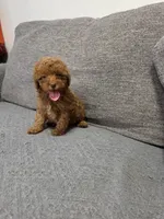 Lucy, a female Poodle - Toy  for sale in San Diego, CA – 2 of 2