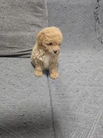 Duchess, a female Poodle - Toy  for sale in San Diego, CA – 5 of 5