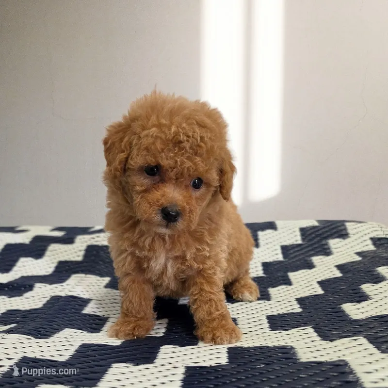 Ollie – Poodle - Toy  puppy for sale in San Diego, CA