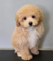 Rosie, a female Poodle - Toy  for sale in San Diego, CA – 6 of 6