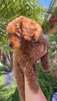 Loui, a male Poodle - Toy  for sale in San Diego, CA – 2 of 4
