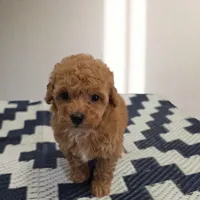 Rosie, a female Poodle - Toy  for sale in San Diego, CA – 3 of 4