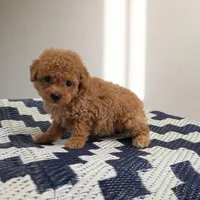 Ollie, a male Poodle - Toy  for sale in San Diego, CA – 3 of 3