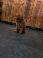 Remy, a male Poodle - Toy  for sale in San Diego, CA – 4 of 4