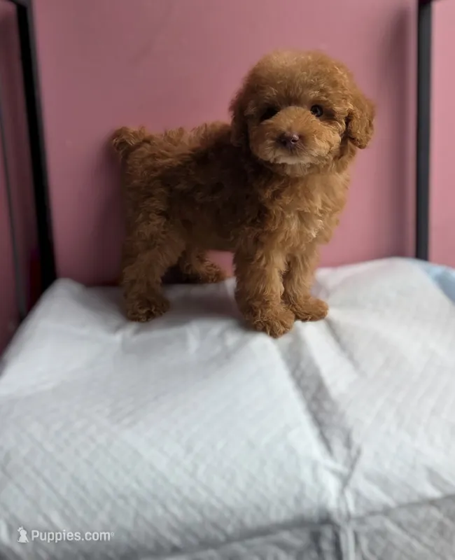 Lucy – Poodle - Toy  puppy for sale in San Diego, CA