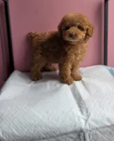 Lucy, a female Poodle - Toy  for sale in San Diego, CA – 1 of 7