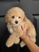 Rosie, a female Poodle - Toy  for sale in San Diego, CA – 5 of 6