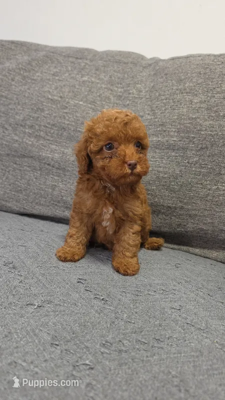 Lucy – Poodle - Toy  puppy for sale in San Diego, CA