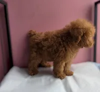 Lucy, a female Poodle - Toy  for sale in San Diego, CA – 2 of 7