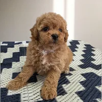 Lucy, a female Poodle - Toy  for sale in San Diego, CA – 2 of 3