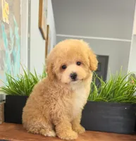 Rosie, a female Poodle - Toy  for sale in San Diego, CA – 2 of 6