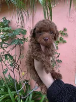 Loui, a male Poodle - Toy  for sale in San Diego, CA – 4 of 6